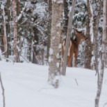 At Mont Tremblant fun is not only hitting the slopes. Just as I was finish the ski run for the day, I ran into a couple of deers wondering around the woods. I was fortunate to get close to one of them. What a treat to wrap up the weekend.